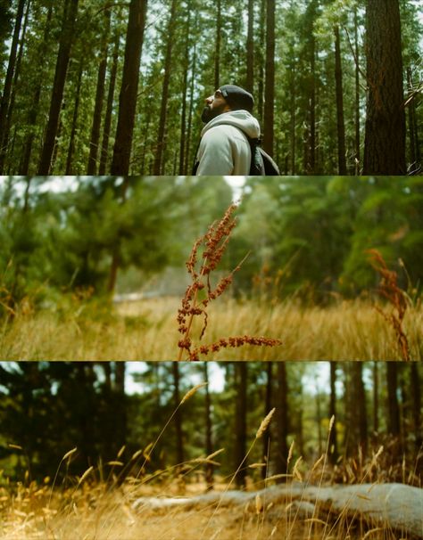 Went for a walk through Kuitpo Forest (South Australia) with my friend and my BMPCC4K with Sigma 18-35 and put together a little cinematic video. Nature Cinematic Photography, Cinematic Outdoor Photography, Cinematic Nature Photography, Nature Documentary Aesthetic, Woods Cinematography, Cinematic Forest Photography, Short Cinematic Video, Cinematic Photography Nature, Adventure Cinematography