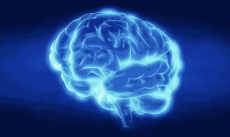 Brain Cerebral Cortex GIF - Brain Cerebral Cortex Parts Of The Brain - Discover & Share GIFs Brain Gif, Amazing Comebacks, Parts Of The Brain, Occipital Lobe, Friday Funday, Cerebral Cortex, Brain Tissue, Medical Medium, Brain Surgery