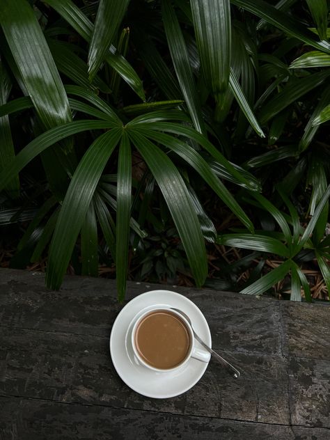 Coffee Green Aesthetic, Amelie Moodboard, Plants And Coffee, Coffee Nature, Coffee Mood, Corner Coffee, Cafe Black, Coffee Lab, Earthy Aesthetic