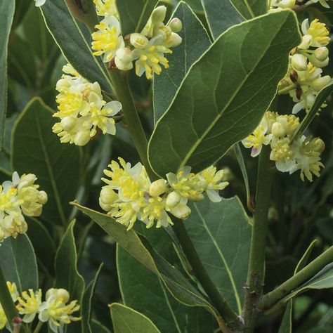 Laurel Plant, Bay Laurel Tree, Wreath Tattoo, Bay Laurel, Laurus Nobilis, Planting Guide, Bay Tree, Types Of Herbs, Landscape Plans