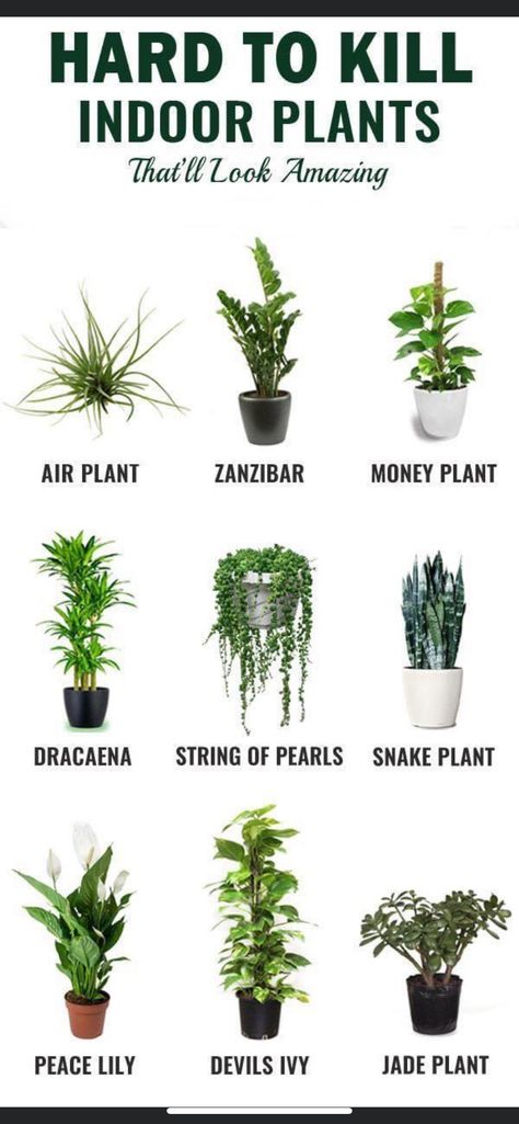 Hanging Plants Indoor, Inside Plants, Best Indoor Plants, Bathroom Plants, Bedroom Plants, Jade Plants, House Plants Decor, House Plants Indoor, Decor Minimalist