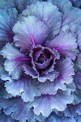 44 Royalty-Free Stock Photos of "ornamental cabbage" photos and videos, curated daily - Stocksy United Purple Kale, Ornamental Kale, Ornamental Cabbage, Starting A Vegetable Garden, Purple Cabbage, Everything Purple, Cabbages, I Love Purple, Radiant Orchid