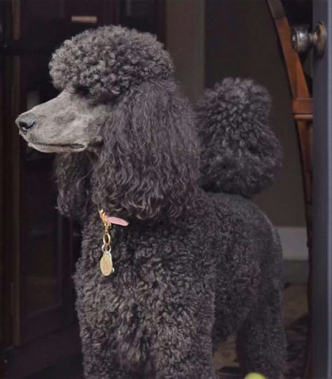 Poodle Aesthetic, Poodle Haircuts, Silver Poodle, Poodle Haircut, Poodle Cuts, Black Poodle, Pretty Poodles, Poodle Grooming, Dog Cuts