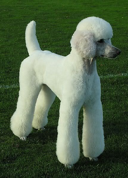 modern clip poodle groom More Poodle Groom, Standard Poodle Haircuts, Anjing Poodle, Poodle Hair, Dog Grooming Styles, Poodle Haircut, Poodle Cuts, White Poodle, Puppy Cut