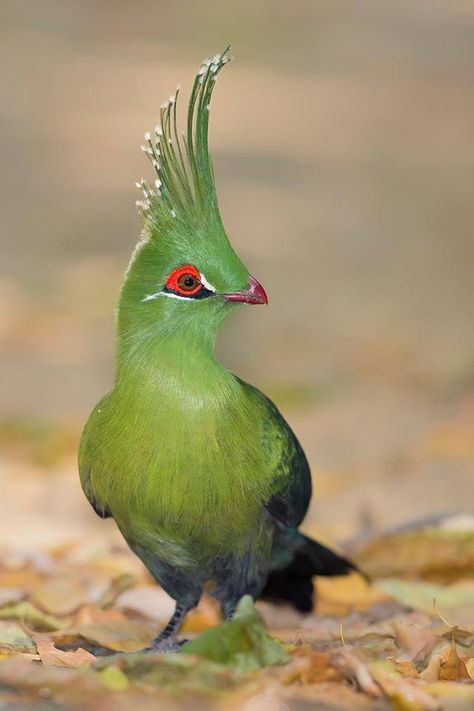 Schalow's Turaco (Tauraco schalowi) by Niel Cillié. This turaco occurs in the forested uplands and wooded inland plateaus of south central Africa. Tropisk Fest, Exotic Bird, Green Bird, Rare Birds, Funny Birds, Nature Birds, Big Bird, Bird Pictures, Exotic Birds