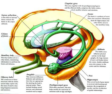 limbic system Brain Diagram, Brain Facts, Limbic System, Brain Anatomy, Medical School Studying, Human Anatomy And Physiology, Brain Science, Medical Anatomy, Medical Knowledge