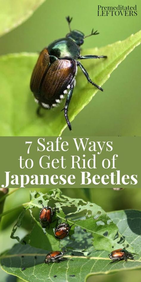 7 Safe Ways to Get Rid of Japanese Beetles in the Garden Japanese Beetles Repellant, Killing Japanese Beetles, Organic Pesticide, Garden Bugs, Japanese Beetles, Garden Insects, Garden Pest Control, Organic Vegetable Garden, Vw Vintage