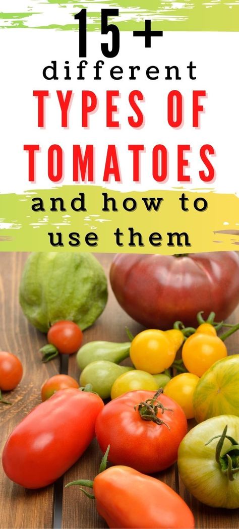 Different Kinds Of Tomatoes, Types Of Tomatoes And Uses, Different Types Of Tomatoes, Types Of Tomatoes To Grow, Tomato Variety Chart, Tomato Types, Growing Tomato, Determinate Tomatoes, Growing Tomato Plants