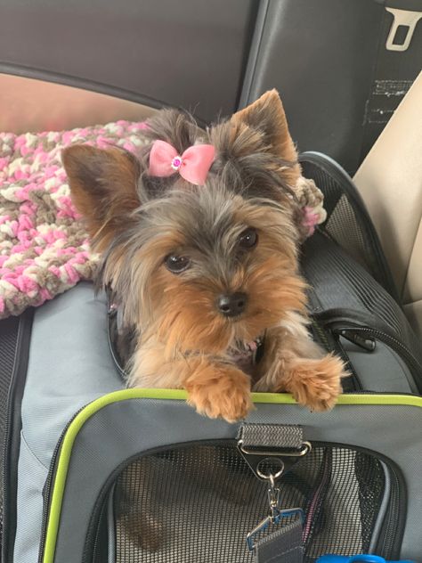 Yorkie In Purse, Yorkie Aesthetic, Yorkie Outfits, Yorkie Teacup, Dream Puppy, Teacup Yorkie Puppy, Cute Small Dogs, Puppy Mom, Dog Mommy