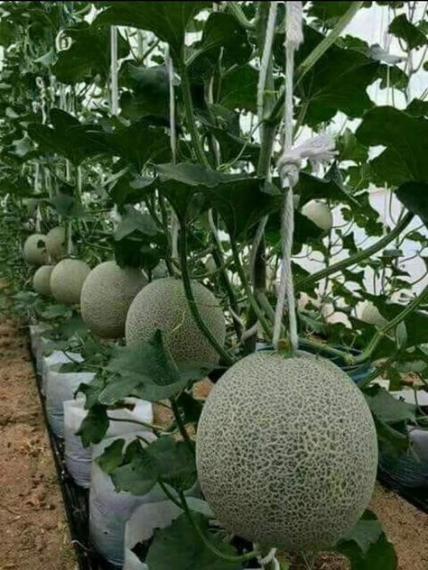 Growing Melons, Vertical Vegetable Gardens, Small Vegetable Gardens, Vegetable Garden Diy, Growing Strawberries, Aquaponics System, Home Vegetable Garden, Summer Decorating Ideas, Hydroponic Gardening