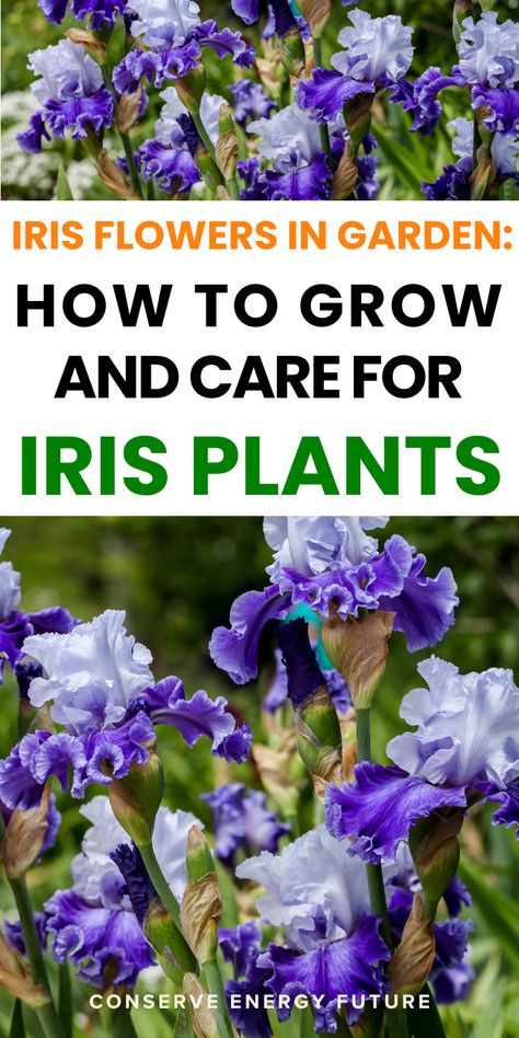 Irises are among a gardener’s favorite blossoms to incorporate into a garden. However, these unusually structured and striking blossoms have particular growing conditions, including their light needs. So, before you choose where to place them in your garden, it’s important to figure out if an Iris needs full sun or not. / iris flowers garden landscaping. iris flower beds garden ideas. garden design ideas layout backyard landscaping flower beds. white iris garden ideas/ Iris Garden Ideas, Iris Flowers Garden, Beds White, Flowers In Garden, Growing Irises, Backyard Layout, Conserve Energy, Flower Bed Designs, Garden Flower Beds