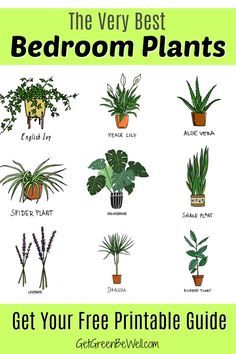 Free Printable with the Best Bedroom Plants for Better Sleep tonight! These are the inexpensive and pretty plants you want to add to your bedroom to clean the air give off oxygen and absorb toxins. #greenliving #naturalliving #natural #toxins #toxinfree #allnaturalliving #houseplants #plants #bedroomdesign #bedroom Best Bedroom Plants, Botany Books, Plants Pictures, Best Plants For Bedroom, Interesting Plants, نباتات منزلية, Inside Plants, Best Bedroom, Grow Plants