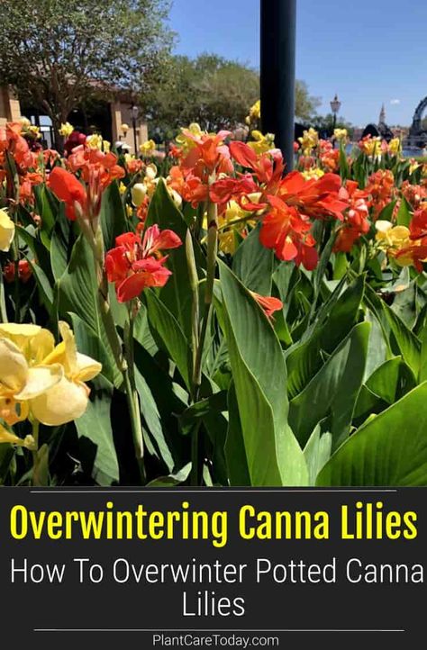 Canna lilies are perennial bulbs or rhizomes that can be overwintered in pots. Learn how to store potted canna lilies during the winter. Over Wintering Canna Lilies, How To Over Winter Cannas, Overwinter Canna Lilies, Cannas In Containers Pots, Cana Lily In Pots, Cannas In Pots, Canna Lily Container Pots, Canna Lily Care, Canna Lily Garden