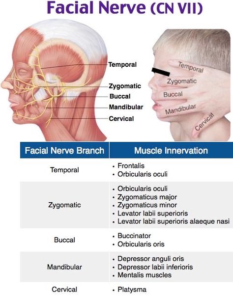 Nervous System Anatomy, Delta Waves, Nerve Anatomy, Dental Assistant Study, Skin Anatomy, Facial Anatomy, Kedokteran Gigi, Dental Hygiene School, Dentistry Student