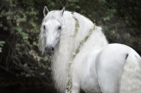 Autumn fairytale Horse: Express IV Breed: Pura raza Espanola Gender: Stallion #horse #horses #pferd #pferde #paard #paarden #häst #hest… King Horse, Majestic Horses, Horse Mane, Horse Dressage, Andalusian Horse, Most Beautiful Horses, Friesian Horse, Majestic Horse, I Love Horses