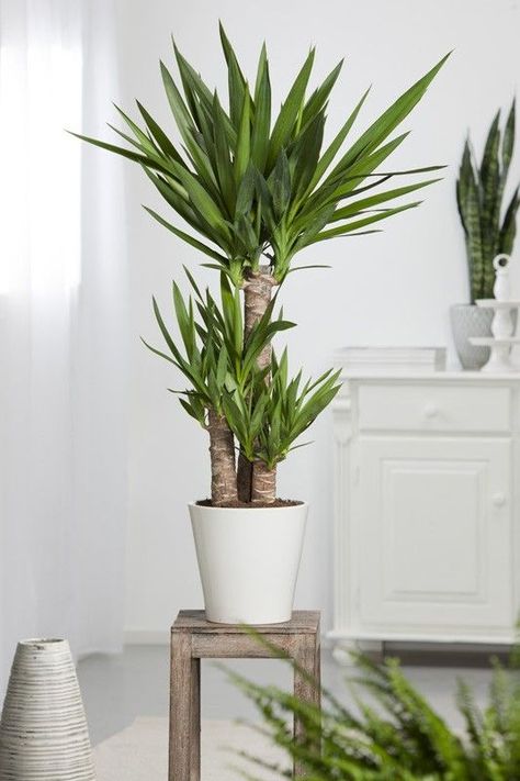 Yucca Plant, Interior Plants, Office Plants, Easy Plants, Foliage Plants, Plant Mom, Cactus And Succulents, Plant Lady, Urban Jungle