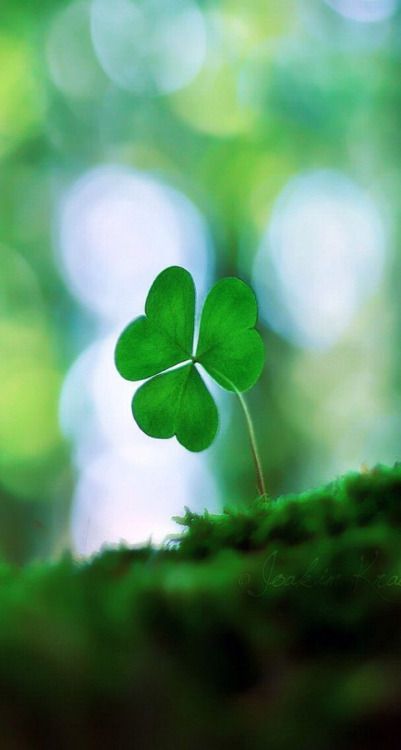 Irish Aesthetic, March Backgrounds, San Patrick Day, Sant Patrick, St Patricks Day Pictures, Wallpaper Leaves, St Patricks Day Wallpaper, Day Wallpaper, Leaves Background