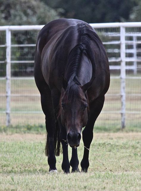 Catalizador Rapido Get To Know Me Better, Horse Pics, Riding Clothes, Horse Riding Clothes, Quarter Horses, American Quarter Horse, Black Horses, Majestic Horse, All The Pretty Horses