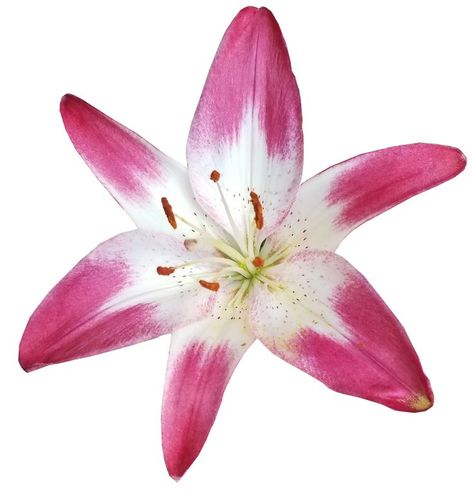 Flower Icons, Nothing But Flowers, Flower Therapy, White Lilies, Beautiful Flowers Pictures, Flower Pictures, Tropical Flowers, My Flower, Pretty Flowers