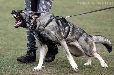 east european shepherd valkyrie East European Shepherd, Thai Ridgeback, Fit Dogs, Gsd Dog, Tibetan Mastiff, Giant Schnauzer, Animal References, English Mastiff, Bull Mastiff