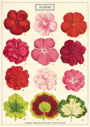 Pop Art Posters, Paper Place, Floral Poster, Paper Source, Hanging Posters, Flower Tea, Different Flowers, Botanical Illustration, Geraniums