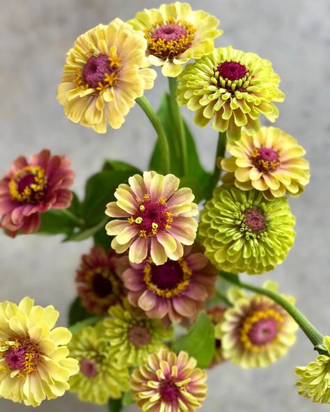 Susan Rockwood / Soozerette on Instagram: “TGIF - Queen lime with blush zinnias, a favorite all summer long. Love ‘em 💚  #flowerfarm #flowerfarmer #mnflowers #farmerflorist…” Queen Lime Zinnia, Zinnia Queen Lime, Lime Zinnia, Spring Planting, Flower Farmer, Cut Flower Garden, Spring Plants, Urban Gardening, Big House