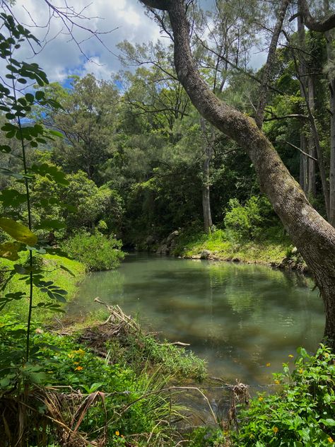 Coastal Forest Aesthetic, Green Blue Aesthetic, Goblincore Aesthetic, Moon Energy, Character Aesthetics, Nature Green, Aesthetic Stuff, Aesthetic Images, Green Aesthetic