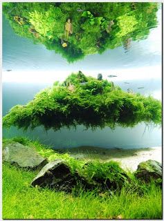 Manage your freshwater aquarium, tropical fishes and plants Amazing Aquariums, Aquascape Design, Aquatic Garden, Aquarium Terrarium, Live Aquarium Plants, Aquarium Landscape, Nature Aquarium, Floating Island, Aquatic Turtles