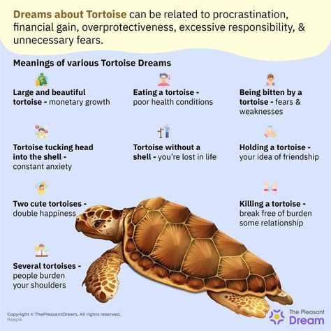 Dream Meaning of Tortoise – 35 Types & Their Interpretation Cute Tortoise, Lost In Life, S Meaning, Dream Meaning, Dream Meanings, Double Happiness, Dream Interpretation, Spiritual Meaning, Cute Creatures