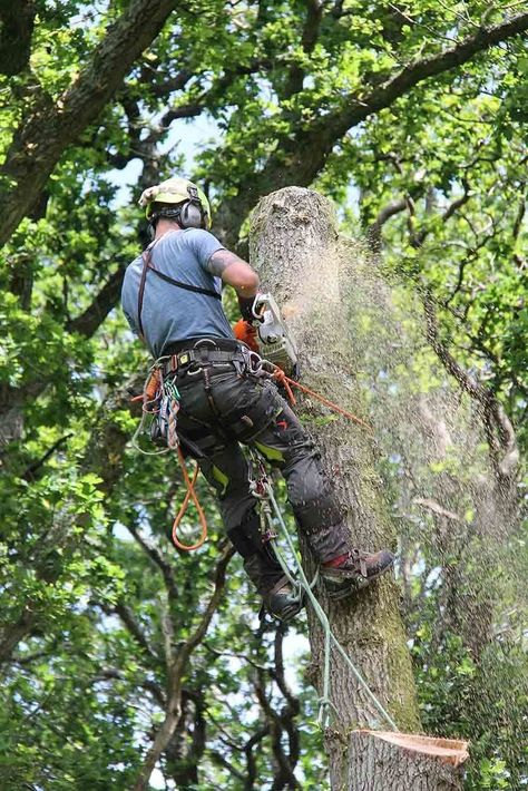 https://www.bcpfree.co.uk/united-kingdom/bournemouth/construction-and-trades/dorset-tree-surgeon Dorset Tree Surgeons are a team of fully qualified and insured professionals, undertaking all aspects of tree surgery in accordance with British standards BS3998. We are locally based in Bournemouth and have enjoyed thousands of jobs in Bournemouth, Poole, the Dorset and Hampshire regions. #treesurgery #treesurgeon #arborist #treework #treeservice #arboriculture #arblife #treeclimber #treebiz #tree… Arborist Climbing Trees, Arborist Climbing, Tree Arborist, Australian Trees, Tree Surgeons, Tree Service, Year Plan, Clothing Hacks, Professional Services