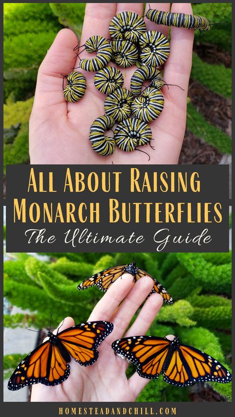 Raising Monarch Butterflies, Raising Butterflies, Monarch Butterfly Garden, Butterfly Feeders, Butterfly Feeder, Butterfly Garden Plants, Funny Vine, Butterfly Garden Design, Butterfly Habitat