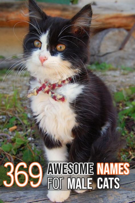 Male Cat Names Unique, Cat Names Boy, Kitten Names Boy, Kitten Names Unique, Names For Male Cats, Calico Cat Names, Tabby Cat Names, Boy Cat Names, Unique Cat Names