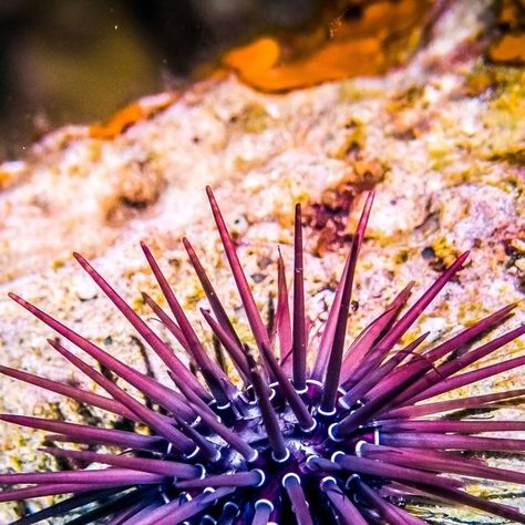 Sea Urchins, Sea Kelp, Molluscs, Sea Urchin, Beautiful Sea Creatures, Life Photography, Sea Animals, Sea Life, Sea Creatures