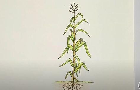 How to draw Corn stalks Step by Step How To Paint Corn Stalks, How To Draw Corn Stalks, Draw Corn Stalks, Corn Stalk Drawing, Sunfish Tattoo, Corn Sketch, Tree Drawing Tutorial, Easy Tree Drawing, Iowa Landscape