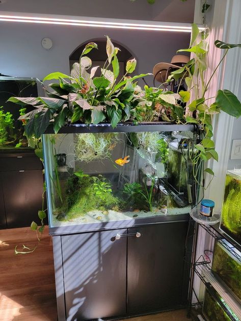 Cool Fish Tank Decorations, Goldfish Aquarium, Fish Tank Themes, Tank Plants, Goldfish Tank, Fish Tank Terrarium, Cool Fish Tanks, Aquascape Design, Fish Tank Design