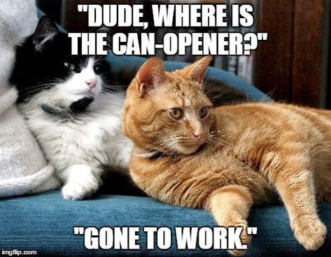 Cat And Dog Memes, Pets Products, Funny Animals With Captions, Husky Funny, Cat Humor, Animal Humor, Cat Quotes Funny, Funny Animal Quotes, Silly Cats Pictures