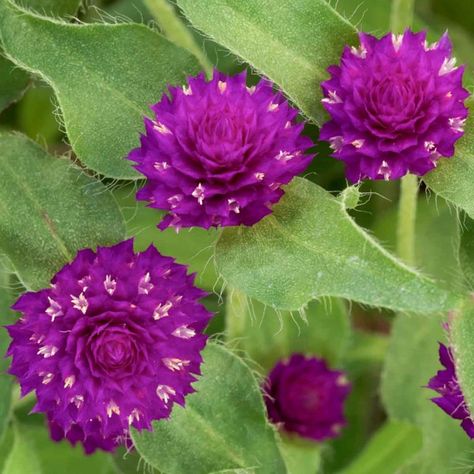 Pennisetum Setaceum, Globe Amaranth, Amaranth, Beneficial Insects, Buy Plants, Annual Plants, Bright Purple, Plant Collection, Companion Planting