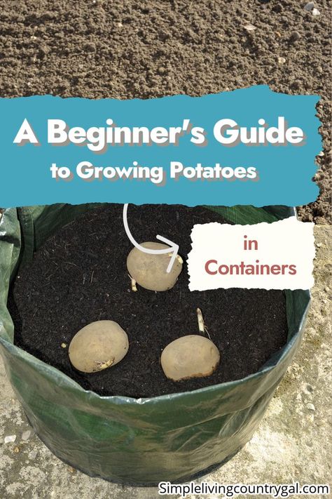 Growing Potatoes In Containers, When To Plant Potatoes, How To Plant Potatoes, Planting Seed Potatoes, Potatoes In Containers, Grow Potatoes In Container, Plant Potatoes, Container Potatoes, Potato Gardening