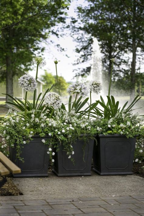 White Lantana, Queen Mum, Container Gardening Ideas, Container Garden Design, Black Planters, Container Planting, Container Gardening Flowers, Garden Containers, White Garden