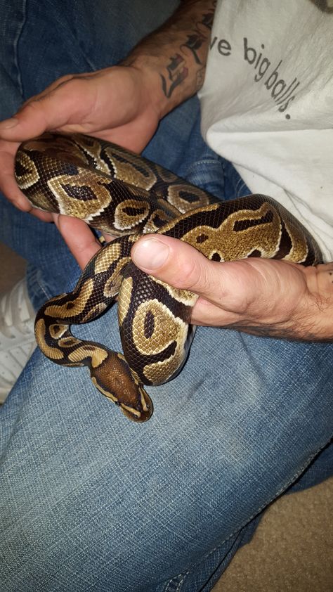 Ball Python Facts Pets, Classic Ball Python, Normal Ball Python, Ball Phytons, Ball Python Colors, Royal Python, Milk Snake, Tonkinese, Snake Lovers