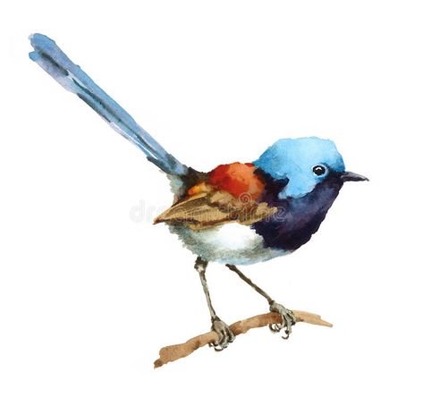 Sennelier Watercolor, Wren Bird, Fairy Wren, Minted Art, Watercolor Painting Techniques, Australian Birds, Bird Drawings, Bird Illustration, Watercolor Bird