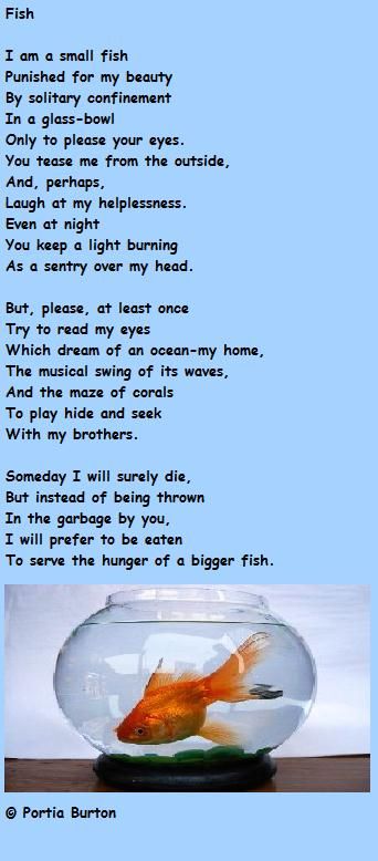 Fish -  a poem by me © Portia Burton Write A Poem, Short Poem, Solitary Confinement, Short Poems, Writing Poems, A Poem, The Message, Tiny Living, The Library