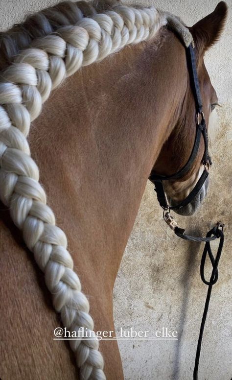 Mane Braids For Horses, Hairstyles For Horses, Horse Braids Mane, Horse Hairstyles, Horse Braids, Horse Mane Braids, Horse Hair Braiding, Horse Braiding, Show Jumping Horses