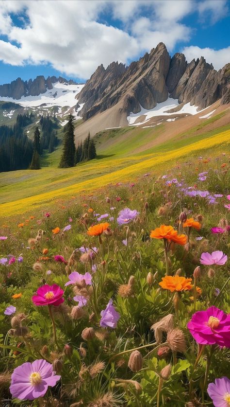 Flower Backround, Meadow Photography, Mountain Flowers, Mountain Meadow, Alpine Flowers, Beautiful Landscape Photography, Pen Art Drawings, Alpine Meadow, Mountain Wallpaper