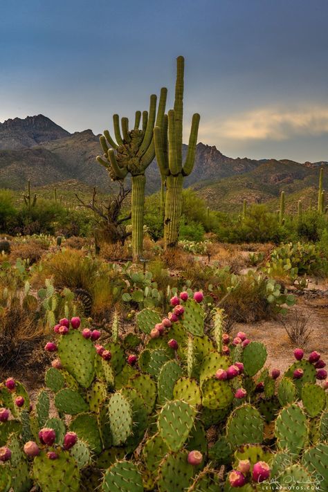 Plantas del desierto Desert Cactus Photography, Cactus In Desert, Desert Plants Landscaping, Cactus Mexico, Arizona Desert Landscape, Tropical Desert, Cactus Arizona, Mexico Cactus, Cactus Pictures