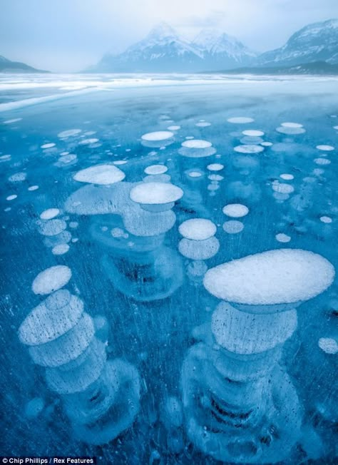 Weird & amazing : Ice bubbles, Abraham Lake, at the foot of the Rocky Mountains in Canada. The rare phenomenon occurs each winter in the man-made lake, as the plants on the lake bed release methane gas, which freezes as it comes closer to the cold lake surface. Ice Bubble, Frozen Bubbles, Abraham Lake, Earth Photos, Samos, Skydiving, Alberta Canada, Rock Climbing, Mountaineering