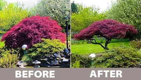 How to Prune Japanese Maples — PlantingTree Japanese Maple Tree Landscape, Maple Tree Landscape, Japanese Maple Garden, Japanese Garden Plants, Small Japanese Garden, Japanese Garden Landscape, Japanese Garden Design, Asian Garden, Japanese Maple Tree