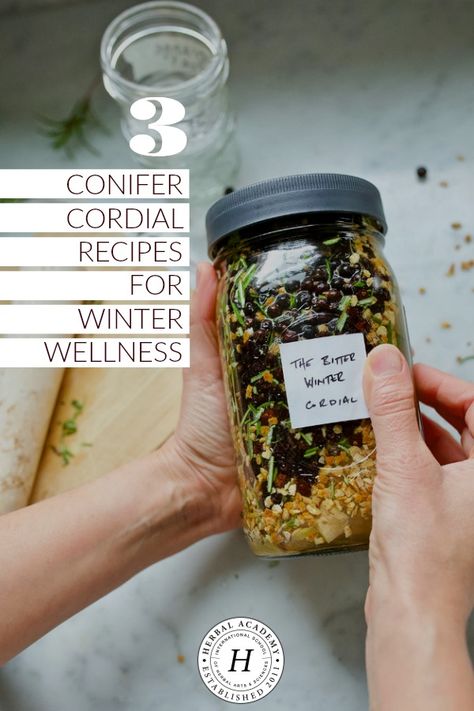 3 Conifer Cordial Recipes for Winter Wellness | Herbal Academy | Learn about three different types of conifer trees and their wellness benefits, as well as how to use them in three conifer cordial recipes!  (#affiliate) Botanical Recipes, Healthy Rituals, Cordial Recipes, Herbal Pharmacy, Herbal Living, Herb Medicine, Medicinal Herbs Remedies, Herbs Medicinal, Herbal Kitchen