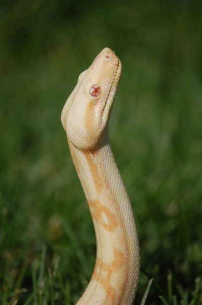 Albino Red Tail boa Constrictor Albino Boa Constrictor, Kahl Drago, Boa Constrictor Aesthetic, Red Tail Boa, Spiders And Snakes, Staying Calm, Pretty Snakes, Reptile Room, Boa Constrictor