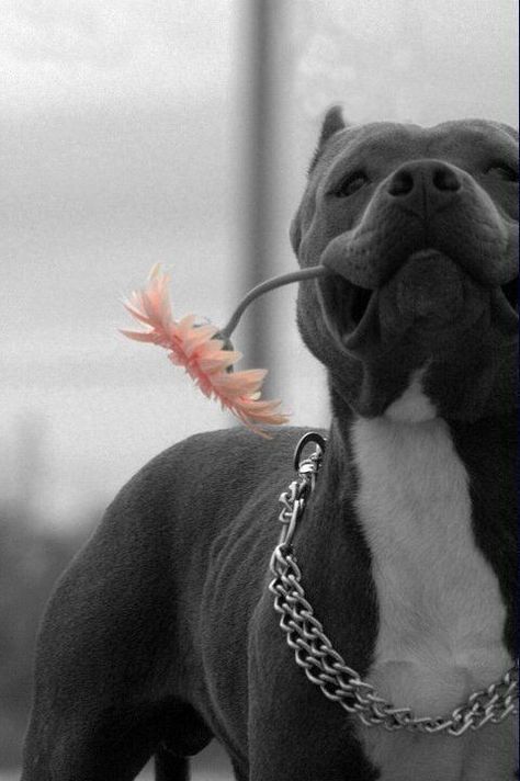 Pitbull Noir, Pitbull Wallpaper, Pitbull Dog Breed, Funny Faces Pictures, Black Pitbull, Bully Breeds Dogs, Scary Dogs, Pretty Dogs, Pitbull Puppies